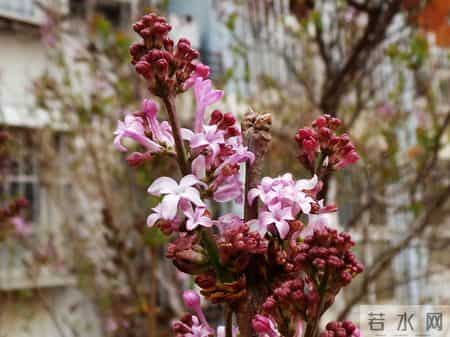 花木春秋393：紫丁香 - 春风解却千千结