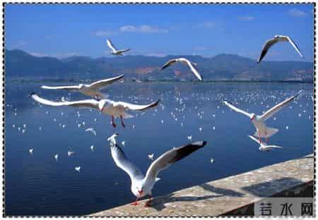 老人与海鸥教学实录,老人与海鸥课堂实录