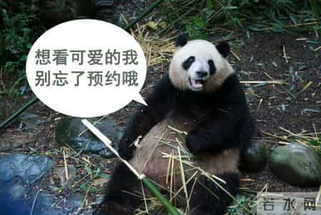 春节三日去游山打一字