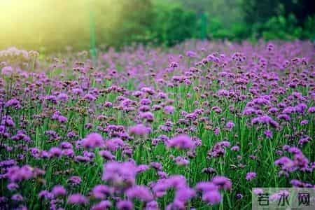 江北地图 - 最全春游打卡地，速度收藏起来！