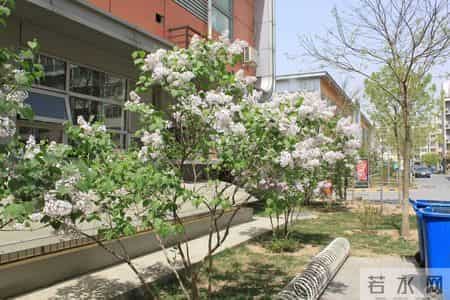 花木春秋393：紫丁香 - 春风解却千千结