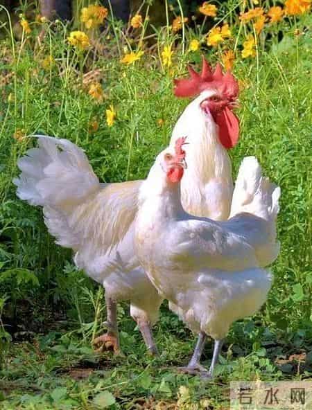 分享图片，威武漂亮的大公鸡。