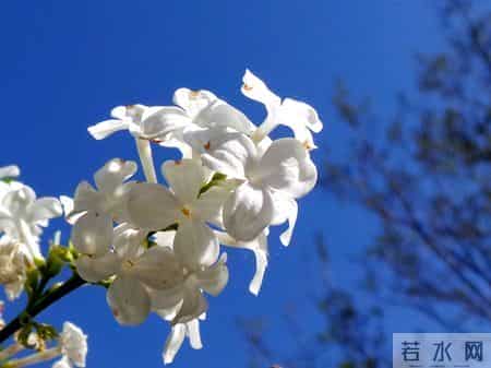 花木春秋393：紫丁香 - 春风解却千千结