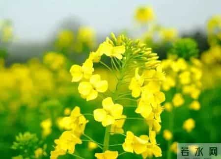 春天的课堂,赏春. 品春. 惜春 ——走进“春天的课堂”