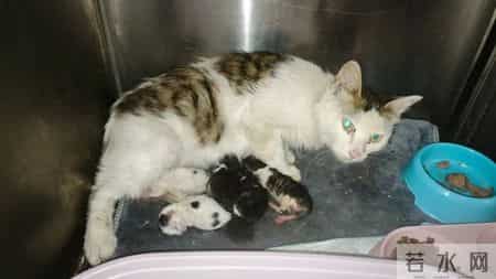 我的动物朋友小猫