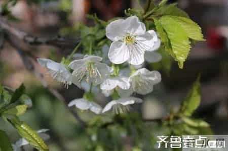 人生如戏亦如梦