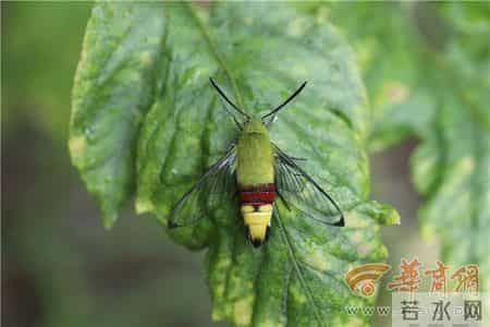 咖啡透翅天蛾成长记