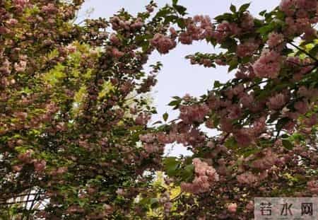 人生如戏亦如梦