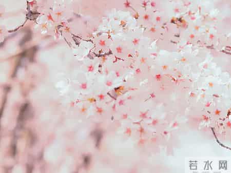 三八活动方案,三八活动内容