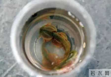 奇闻趣事,奇闻趣事分享