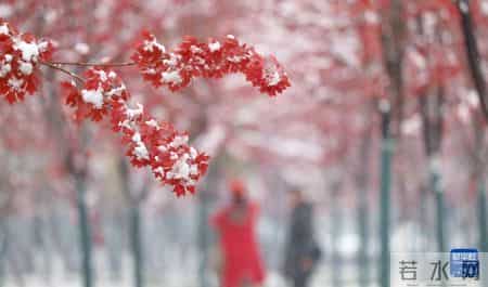 雪中即景作文,雪中即景作文350字