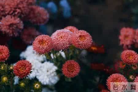 张晓磊情感爆款文章-迟来的爱：秋天绽放的那一朵花