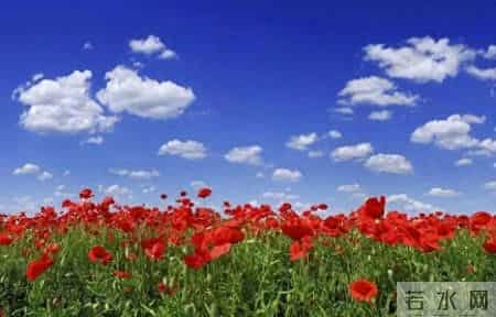 少女4年写500篇文章