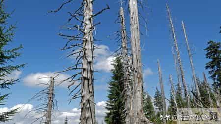 变形记,如何写出故事感——阿宝老师的“作文经”(二二七)