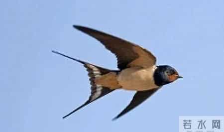 我会变作文,我会变作文三年级