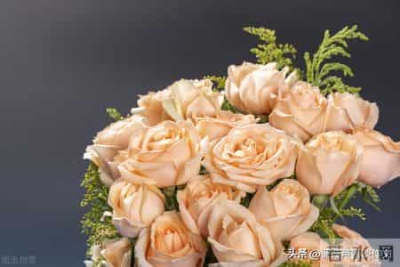 变形记,如何写出故事感——阿宝老师的“作文经”(二二七)