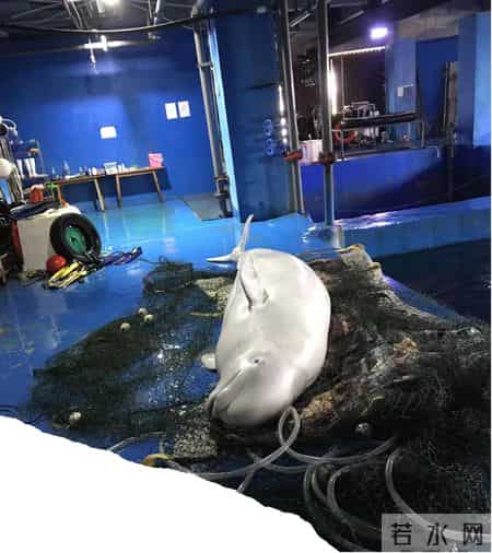 鲸的自述300字,鲸的自述300字以上