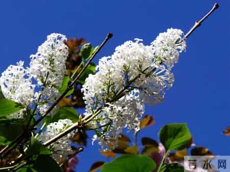 花木春秋393：紫丁香 - 春风解却千千结