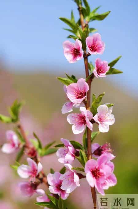 桃花科普：春天的使者，花开一瞬的美丽与寓意