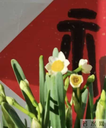 水仙花开