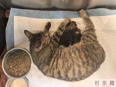 我的动物朋友小猫