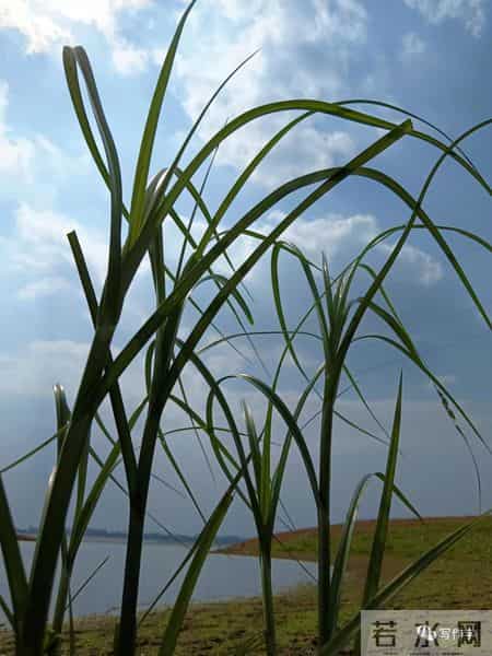 大学迎新晚会主持词,“串场词”的美学要素，一位“串场词”大师积累几十年的独门秘籍