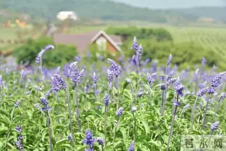 江北地图 - 最全春游打卡地，速度收藏起来！