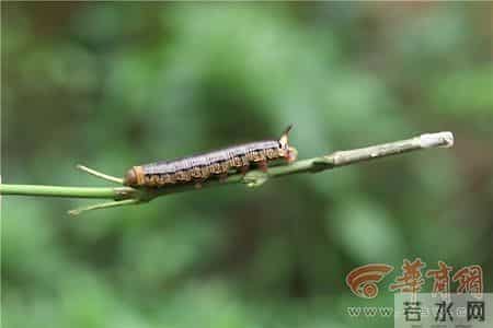 咖啡透翅天蛾成长记