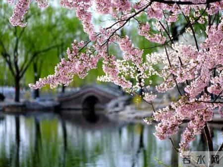 春天的景色作文,春天的景色作文300字左右