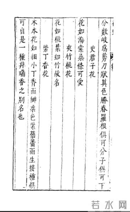 花木春秋393：紫丁香 - 春风解却千千结