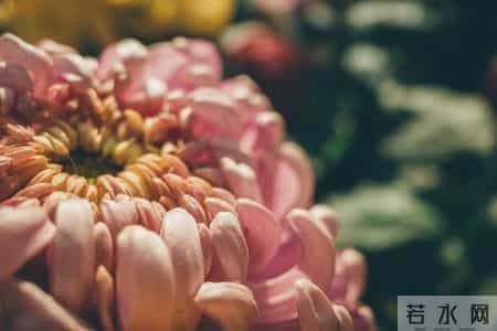 张晓磊情感爆款文章-迟来的爱：秋天绽放的那一朵花