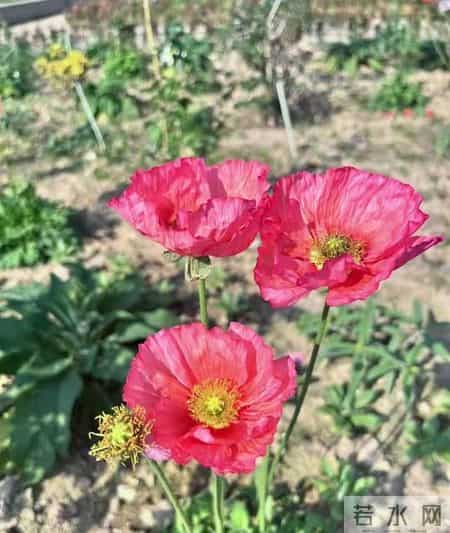 非常女生,非常女生杨红樱电子书