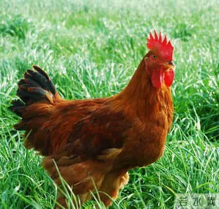 分享图片，威武漂亮的大公鸡。