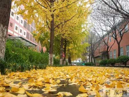 青未了｜秋天的怀念