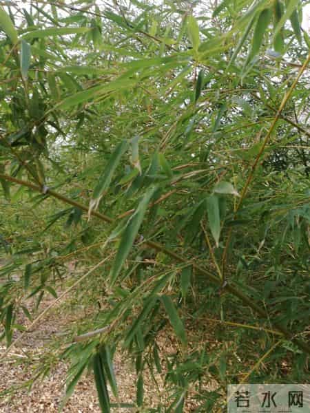 立冬的诗词七言绝句