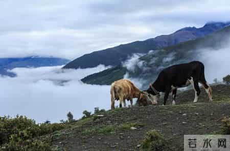 喝了一碗贵州牛瘪汤，味蕾像被野牛施了一泡农家肥