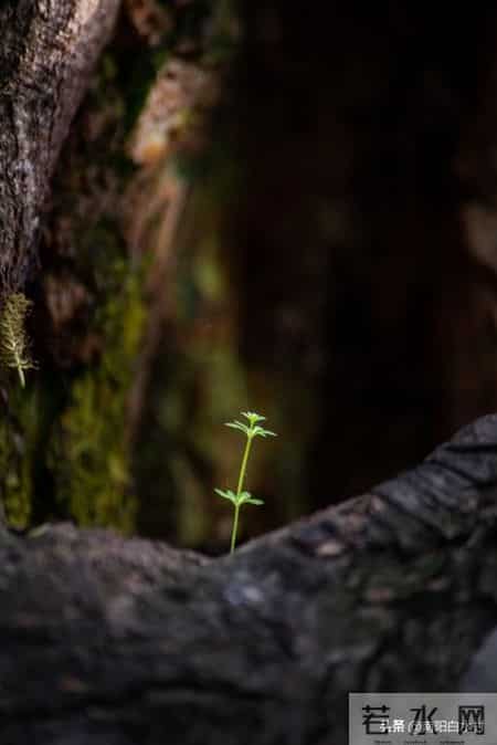 七年级话题作文《尝试》写作指导及范文