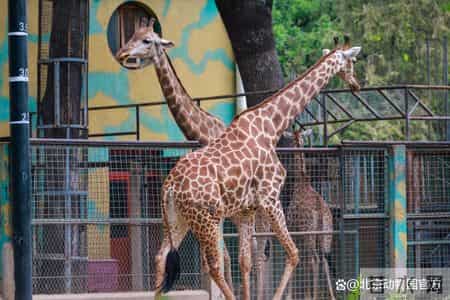 动物园奇遇记,动物园奇遇记作文400字