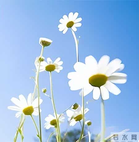 这天我回家晚了作文,【七年级作文：热爱生活，热爱写作】张诗杭《懂》（47）