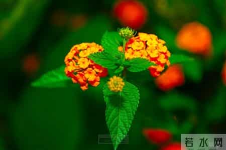 心灵鸡汤小故事