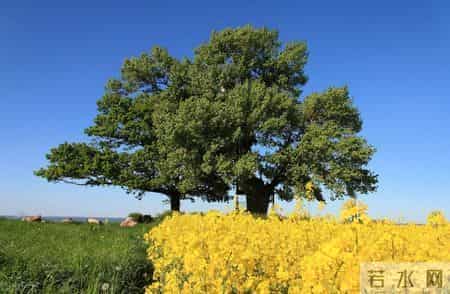 一眸倾心，一世倾情，缘来缘去，会一直等你