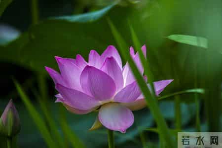 伊人在水,伊人在水一方全诗句