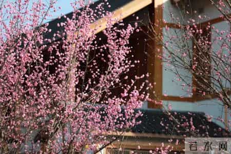 三八节活动方案