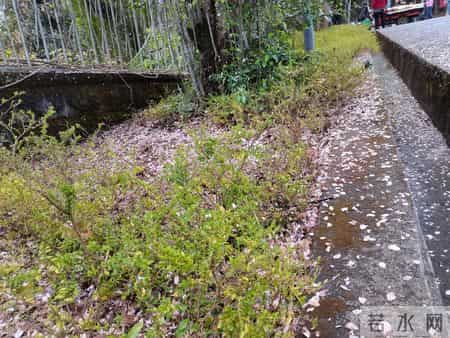 雨后故事,雨后的故事
