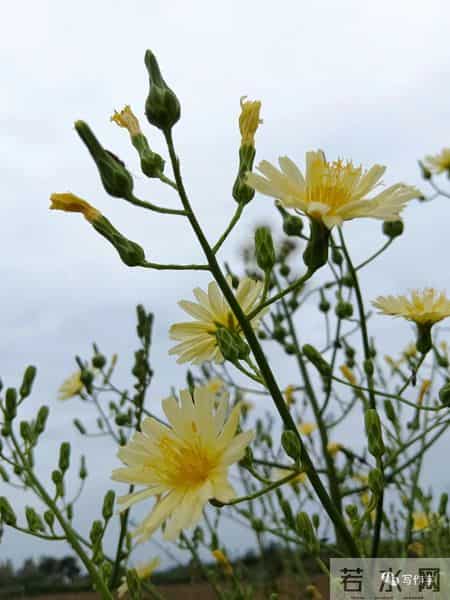 大学迎新晚会主持词,“串场词”的美学要素，一位“串场词”大师积累几十年的独门秘籍