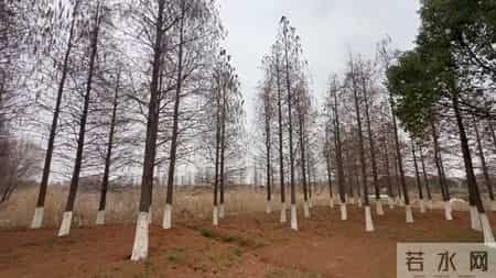 林间小道,林间小道图片 风景图片