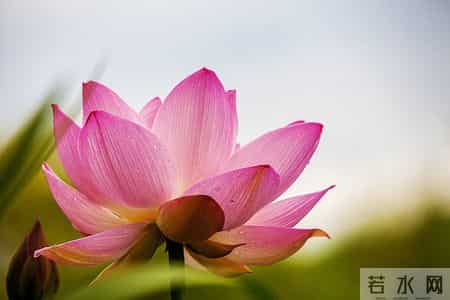 伊人在水,伊人在水一方全诗句