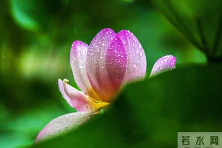 伊人在水,伊人在水一方全诗句