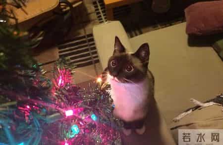 圣诞故事,寒冷的冬天，还好有这一波跟圣诞有关的治愈小故事