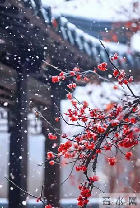 鲁迅先生笔下的“雪”